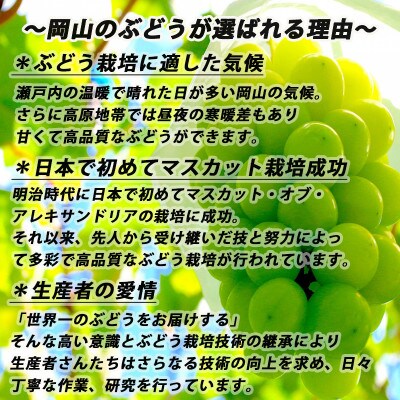 糖度抜群!訳あり!シャインマスカット約2kg!2025年9月上旬～順次発送【人気の岡山県産ぶどう】