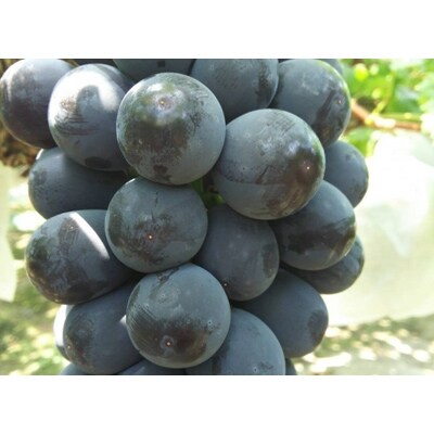 岡山県産　ニューピオーネ　2房(合計約1.1kg) 化粧箱入り