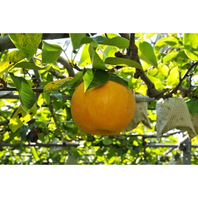 岡山県産　新高梨　青秀以上　4～6玉　約4kg箱
