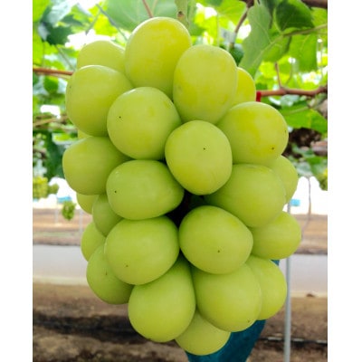 新鮮・朝採り後即出荷!岡山県　吉備高原産シャインマスカット　2kg(3～4房入り)贈答品