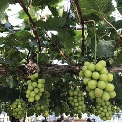 新鮮・朝採り後即出荷!岡山県　吉備高原産シャインマスカット　2kg(3～4房入り)贈答品