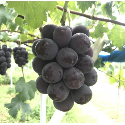 新鮮・朝採り後出荷!　岡山県　吉備高原産ニューピオーネ　2kg箱(3～4房入)贈答用