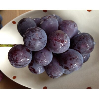 新鮮・朝採り後出荷!　岡山県　吉備高原産ニューピオーネ　2kg箱(3～4房入)贈答用