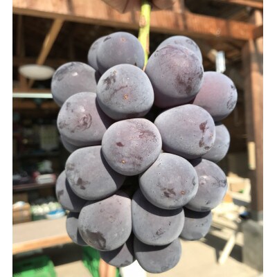 新鮮・朝採り後出荷!　岡山県　吉備高原産ニューピオーネ　2kg箱(3～4房入)贈答用