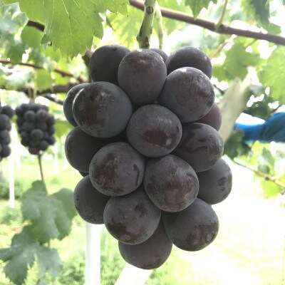 新鮮・朝採り後出荷!　岡山県　吉備高原産ニューピオーネ　約5kg(7～10房入り)贈答用