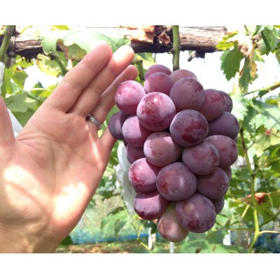 新鮮・朝採り後出荷!　岡山県　吉備高原産ニューピオーネ　約5kg(7～10房入り)贈答用