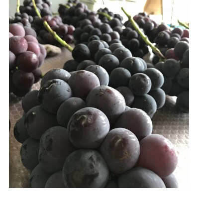 新鮮・朝採り後出荷!　岡山県　吉備高原産ニューピオーネ　約5kg(7～10房入り)贈答用