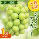 【2025年度発送分】黒川農園 大粒 大房 シャインマスカット 1房 700g以上 岡山県産