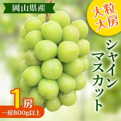 【2025年度発送分】黒川農園 大粒 大房 シャインマスカット 1房 (一房800g以上) 岡山県産