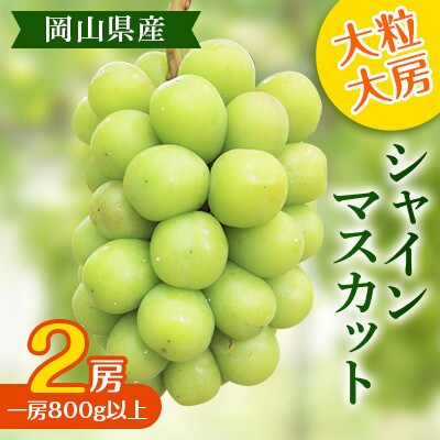 【2025年度発送分】黒川農園 大粒 大房 シャインマスカット 2房 (一房800g以上) 岡山県産