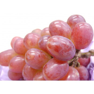 岡山特産のぶどう紫苑1房(600g以上)