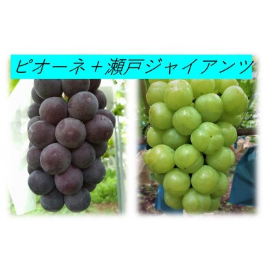 【発送月固定定期便】6回コース　桃、ぶどう、梨　岡山県産果物ギフト全6回