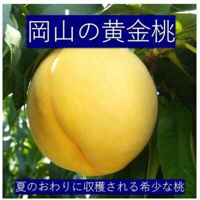【発送月固定定期便】7月から9月　岡山の桃食べ比べ全3回