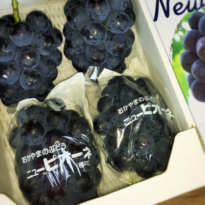 ふるさと納税　岡山県浅口市　朝取り　黒系(ニューピオーネ・オーロラブラック)ぶどう詰め合わせ　2kg