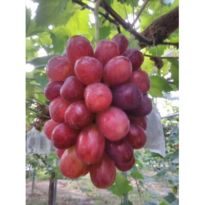 旬のブドウ食べ比べセット