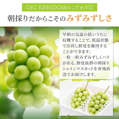 シャイン マスカット 1房(700g以上)贈答クラス 岡山県産 OEC KINGDOM ぶどう家