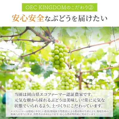 シャインマスカット 2房(合計1.3kg以上)贈答クラス 岡山県産 OEC KINGDOM ぶどう