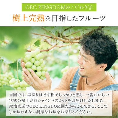 シャインマスカット 2房(合計1.3kg以上)贈答クラス 岡山県産 OEC KINGDOM ぶどう