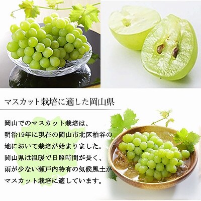 岡山県産 マスカット・オブ・アレキサンドリア 600g×1房