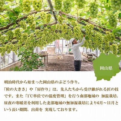 【2023年7月中旬より発送】岡山県産 シャインマスカット 晴王 800g×1房