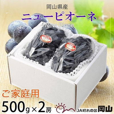 【2025年8月発送】ご家庭用　岡山県産　ピオーネ　500g×2房