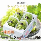【2025年8月より発送】ご家庭用　岡山県産　シャインマスカット　晴王　1.5kg(3～6房)
