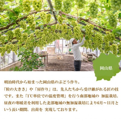 【2025年8月発送】ご家庭用　岡山県産　シャインマスカット　晴王　1.5kg(3～6房)