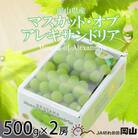 【2025年9月発送】岡山県産　マスカット・オブ・アレキサンドリア　500g×2房