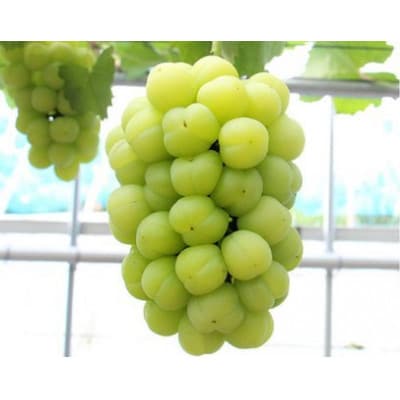 岡山県産　桃太郎ぶどう1房(約500g)(クール便)