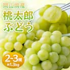 岡山県産　桃太郎ぶどう約1.3kg(2～3房)(クール便)