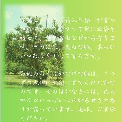 2026年先行予約　岡山県産　おかやま夢白桃　3玉(エース)