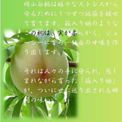 2026年先行予約　おかやま夢白桃　3玉　ロイヤル