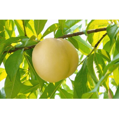 【ご家庭用】岡山白桃(エース)1.2キロ(1箱4～5玉)