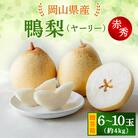 【2025年発送】ヤーリー 4kg 贈答箱 6～10玉(YR-40)