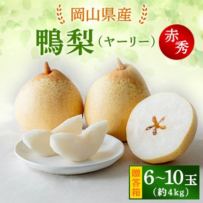 【2025年発送】ヤーリー 4kg 贈答箱 6～10玉(YR-40)