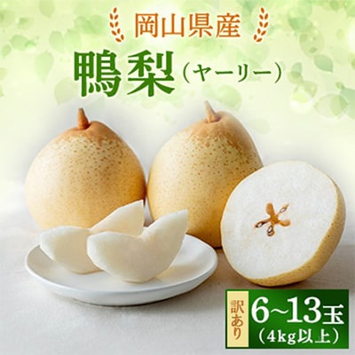 訳あり ヤーリー4kg箱青秀 6～13玉(YR-K)