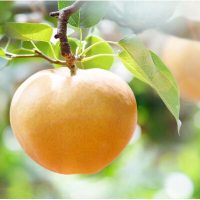 あたご梨 1玉 贈答箱 赤秀 約900g玉(A1-09)