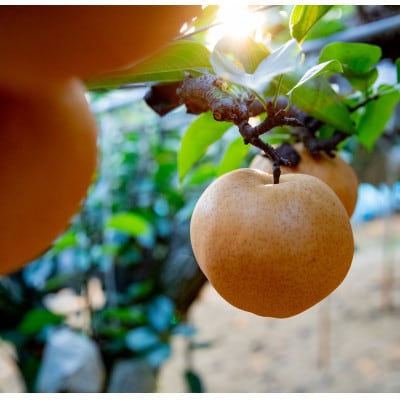 あたご梨2玉 化粧贈答箱 赤秀 約1.3kg玉(A2-13)