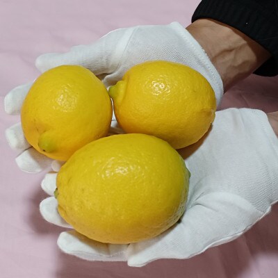 楽天市場】【ふるさと納税】【先行予約】 レモン よりしま