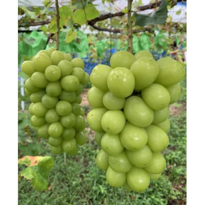 【農家直送】岡山産 シャインマスカット2kg 朝どれ!3-4房