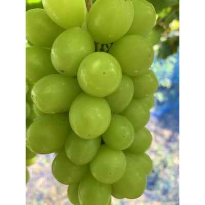 【農家直送】岡山産 シャインマスカット2kg 朝どれ!3-4房