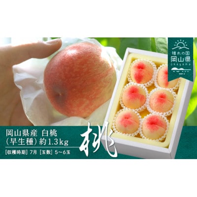 【2025年発送】岡山県産　白桃(早生種)約1.3kg(5～6玉)