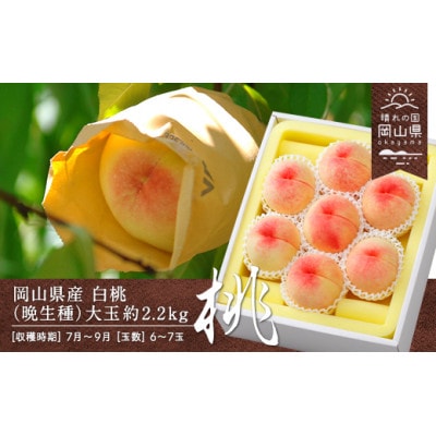 【2025年発送】岡山県産　白桃(晩生種)約2.2kg(大玉6～7玉)