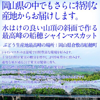 2026年発送 プレミアム シャインマスカット 晴王 2房 約1.3kg 赤秀品 岡山県産 贈答用