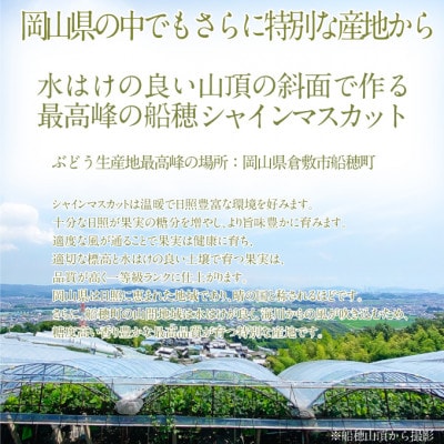2026年発送 プレミアム シャインマスカット 晴王 1房 約650g 赤秀品 岡山県産 贈答用