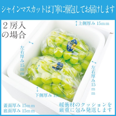 2026年 9月～10月発送 先行予約 シャインマスカット 晴王 2房 約1.2kg 岡山県産