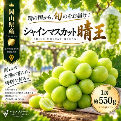 先行予約　シャインマスカット 晴王 1房 約550g 2027年9月～10月発送 露地栽培　岡山県産