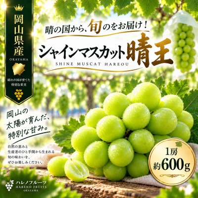先行予約　シャインマスカット 晴王 1房 約600g 2027年9月～10月発送 露地栽培　岡山県産