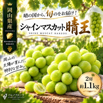 先行予約　シャインマスカット 晴王　2房約1.1kg 2027年9月～10月発送 露地栽培 岡山県産