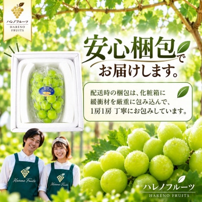 先行予約　赤秀品 2027年9月～10月発送 シャインマスカット 晴王 1房 約500g 岡山県